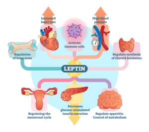 leptin ghrelin sleep and weight loss