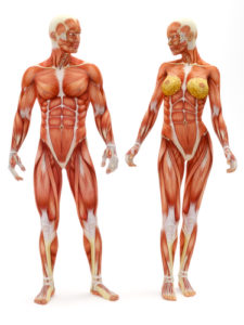 muscles of the body man and woman losing weight after 40